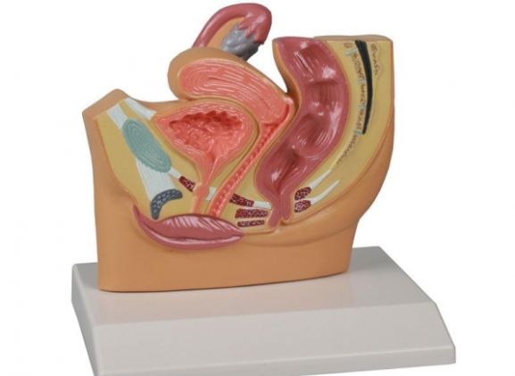 https://www.jayakelana.id.202-10-43-6.cpanel.site/uploads/product/-h220-female-pelvis-section--52120a57fa3b84c_cover.jpg