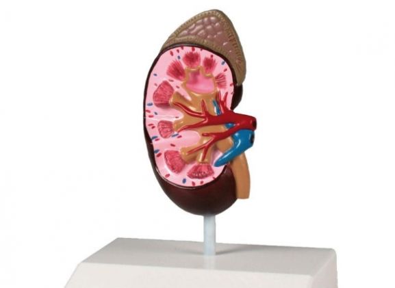 https://www.jayakelana.id.202-10-43-6.cpanel.site/uploads/product/-k212-kidney-model-life-51850a577c0f904_cover.jpg