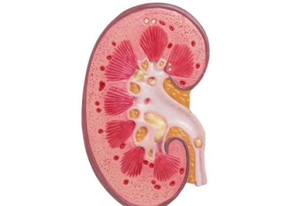 https://www.jayakelana.id.202-10-43-6.cpanel.site/uploads/product/-k229-kidney-stone-model-18398e383d2b92e_cover.jpg