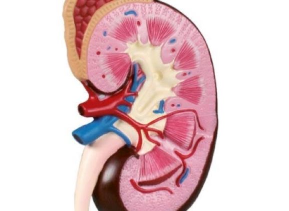 https://www.jayakelana.id.202-10-43-6.cpanel.site/uploads/product/-k260-kidney-model-2-56864f816e635e5_cover.jpg