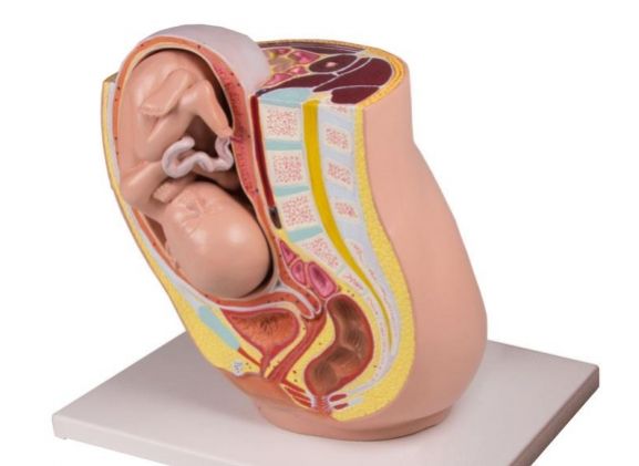 https://www.jayakelana.id.202-10-43-6.cpanel.site/uploads/product/-l220-pregnancy-pelvis-with-650511bab8ca0d7_cover.jpg