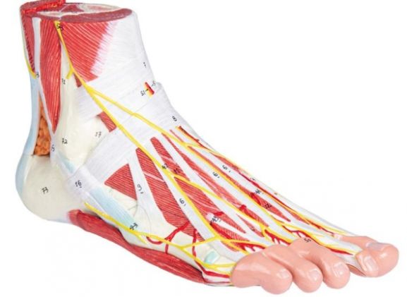 https://www.jayakelana.id.202-10-43-6.cpanel.site/uploads/product/-m139-anatomy-of-the-806994f8268e685_cover.jpg