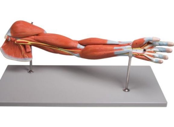 https://www.jayakelana.id.202-10-43-6.cpanel.site/uploads/product/-m211-arm-muscles-7-part-60910210546c36f_cover.jpg