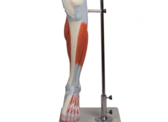 https://www.jayakelana.id.202-10-43-6.cpanel.site/uploads/product/-m220-leg-muscles-13-part-355247dc3ca4939_cover.jpg