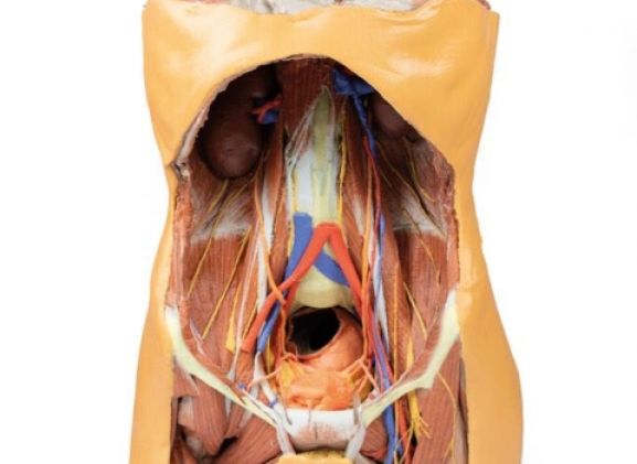 https://www.jayakelana.id.202-10-43-6.cpanel.site/uploads/product/-mp1300-posterior-abdominal-wall-122572f88492647_cover.jpg