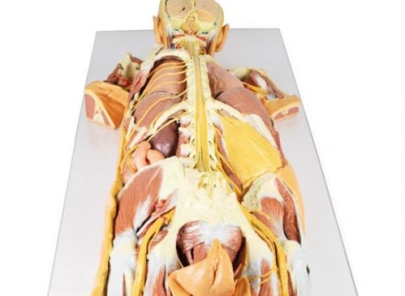 https://www.jayakelana.id.202-10-43-6.cpanel.site/uploads/product/-mp1400-nervous-system-dissection-15695a3a973928a_cover.jpg