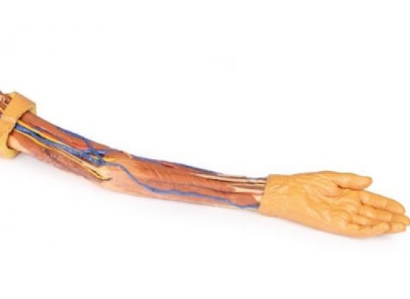 https://www.jayakelana.id.202-10-43-6.cpanel.site/uploads/product/-mp1500-upper-limb-31059dcd2c281b4_cover.jpg