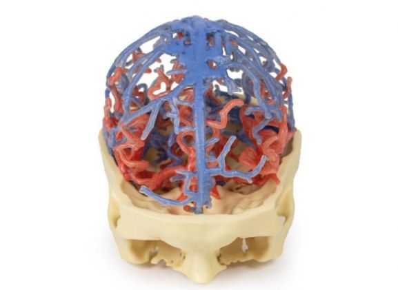 https://www.jayakelana.id.202-10-43-6.cpanel.site/uploads/product/-mp1640-3d-printed-anatomy-5399593a735c862_cover.jpg