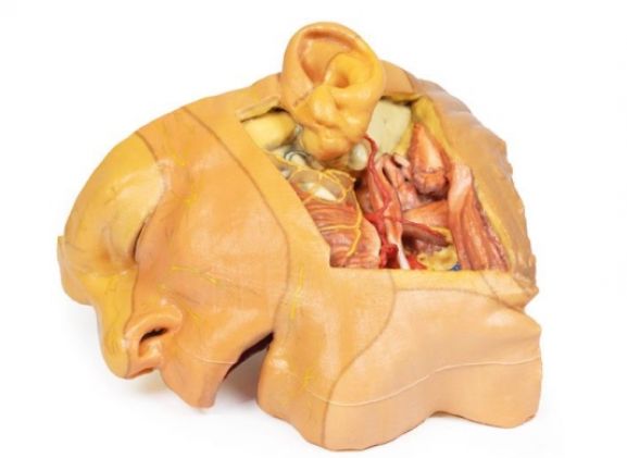 https://www.jayakelana.id.202-10-43-6.cpanel.site/uploads/product/-mp1660-head-and-neck-529904d08f80369_cover.jpg