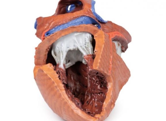 https://www.jayakelana.id.202-10-43-6.cpanel.site/uploads/product/-mp1715-heart-internal-structures-38792208a973a09_cover.jpg