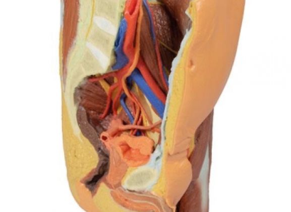 https://www.jayakelana.id.202-10-43-6.cpanel.site/uploads/product/-mp1765-male-left-pelvis-224391ef800a035_cover.jpg