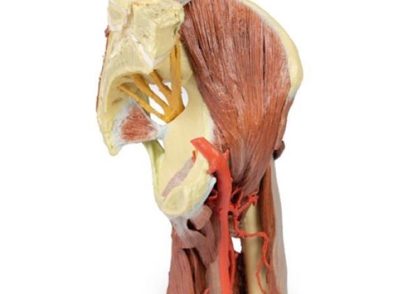 https://www.jayakelana.id.202-10-43-6.cpanel.site/uploads/product/-mp1813-lower-limb--23746be4b341db7_cover.jpg