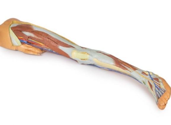 https://www.jayakelana.id.202-10-43-6.cpanel.site/uploads/product/-mp1818-lower-limb-superficial-613000cf0032de5_cover.jpg