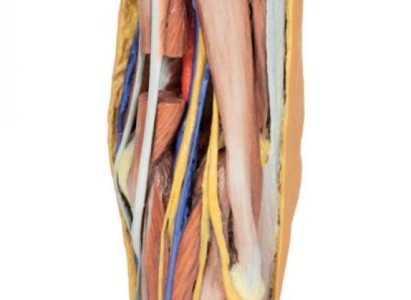 https://www.jayakelana.id.202-10-43-6.cpanel.site/uploads/product/-mp1830-popliteal-fossa-799074de639e510_cover.jpg