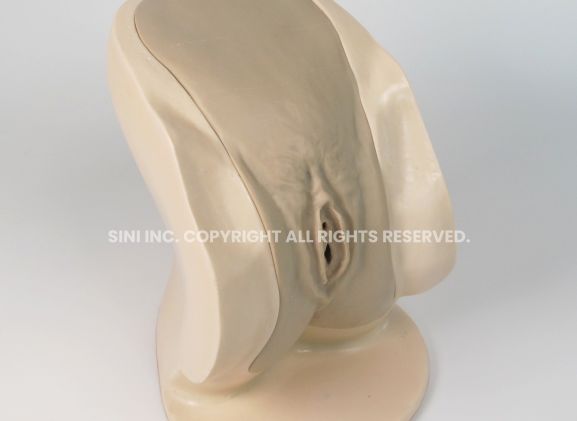 https://www.jayakelana.id.202-10-43-6.cpanel.site/uploads/product/-p-ctb-02-female-catheterization-trainer-74319ae763b1cc8_cover.jpg