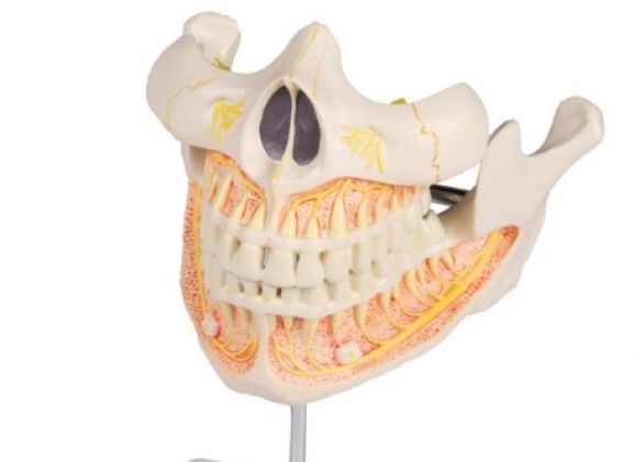 https://www.jayakelana.id.202-10-43-6.cpanel.site/uploads/product/-v181-permanent-teeth-model-98565eb1b62961e_cover.jpg