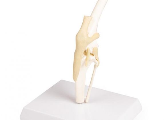 https://www.jayakelana.id.202-10-43-6.cpanel.site/uploads/product/-vet1050-canine-knee-9768551ee887519_cover.jpeg