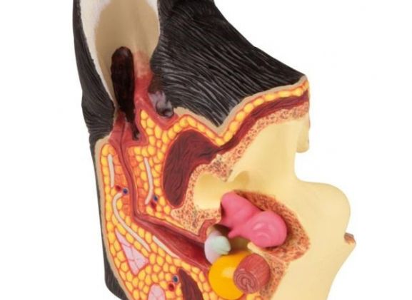 https://www.jayakelana.id.202-10-43-6.cpanel.site/uploads/product/-vet1210-canine-ear-healthy-diseased-45213164a401280_cover.jpg