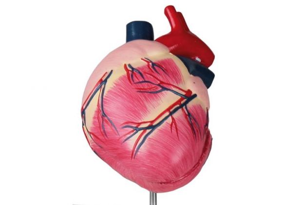 https://www.jayakelana.id.202-10-43-6.cpanel.site/uploads/product/-vet1250-canine-heart-life-183124181f9fb5f_cover.jpeg