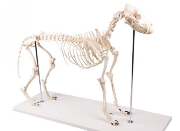 https://www.jayakelana.id.202-10-43-6.cpanel.site/uploads/product/-vet1700-dog-skeleton-olaf--98585bf4758d6bc_cover.jpg