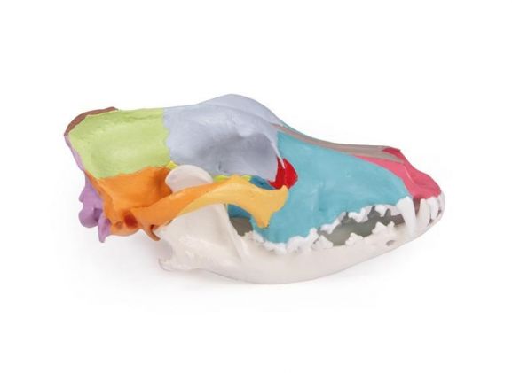https://www.jayakelana.id.202-10-43-6.cpanel.site/uploads/product/-vet1708-dog-skull-with-403613d7cbd1232_cover.jpg