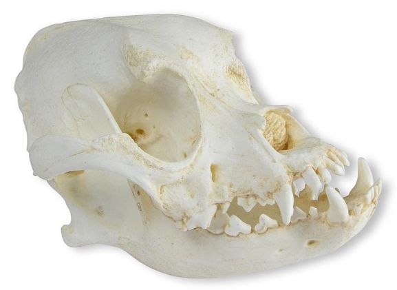 https://www.jayakelana.id.202-10-43-6.cpanel.site/uploads/product/-vet2010-skull-of-domestic-dog--36811050541955e_cover.jpeg