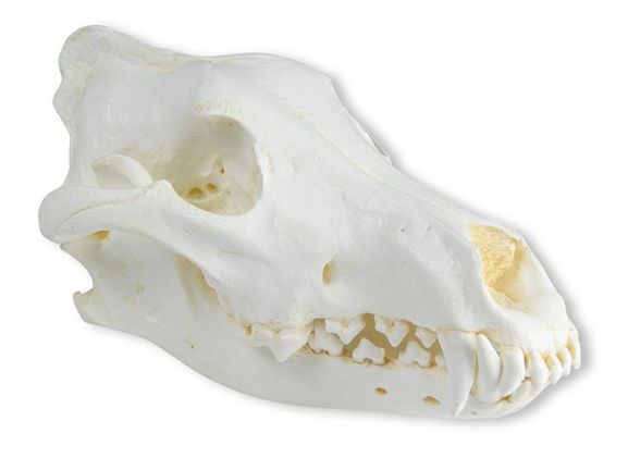 https://www.jayakelana.id.202-10-43-6.cpanel.site/uploads/product/-vet2025-skull-wolf-canis-789558f3d549373_cover.jpeg