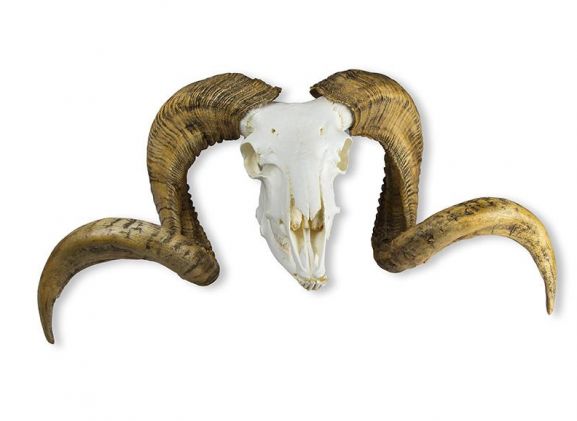 https://www.jayakelana.id.202-10-43-6.cpanel.site/uploads/product/-vet2040-skull-and-horn-64843a845dabbd2_cover.jpeg