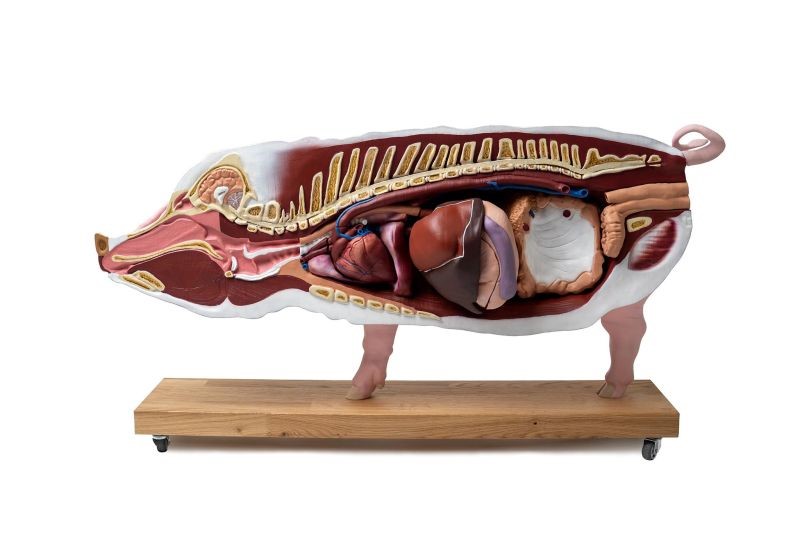 (VET3320) Didactical Pig Model, 20 parts, 1/2 life size