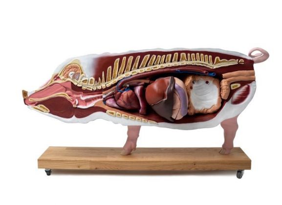 https://www.jayakelana.id.202-10-43-6.cpanel.site/uploads/product/-vet3320-didactical-pig-model--7419904d3e31b87_cover.jpg