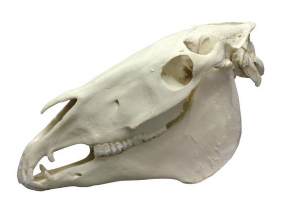 https://www.jayakelana.id.202-10-43-6.cpanel.site/uploads/product/-vet4350-horse-skull-903292946768bcb_cover.jpeg