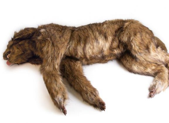 https://www.jayakelana.id.202-10-43-6.cpanel.site/uploads/product/-vet4630-rocky-canine-positioning-83950b0e6696519_cover.jpeg