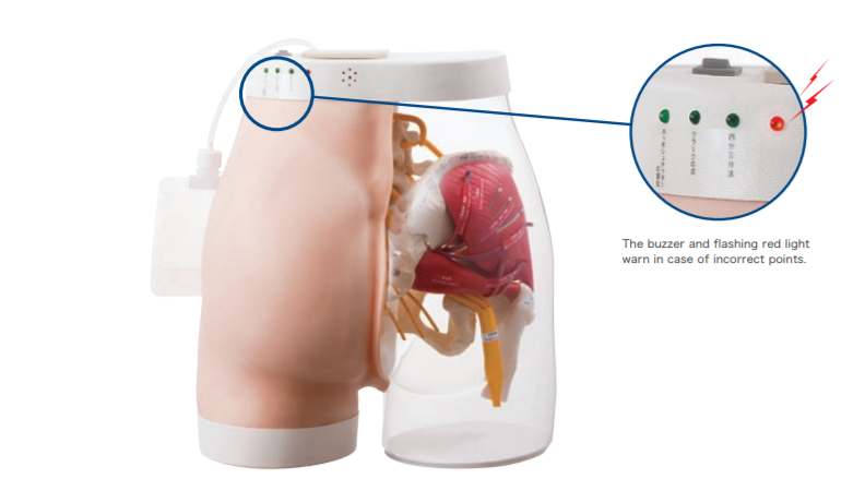 (M152-1) INTRAMUSCULAR INJECTION MODEL OF BUTTOCKS TYPE 2 