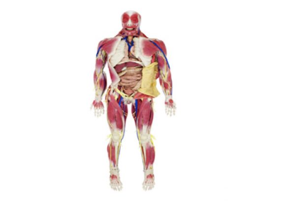 https://www.jayakelana.id.202-10-43-6.cpanel.site/uploads/product/model-anatomi-syndaver-pria-53691288d0e7242_cover.png