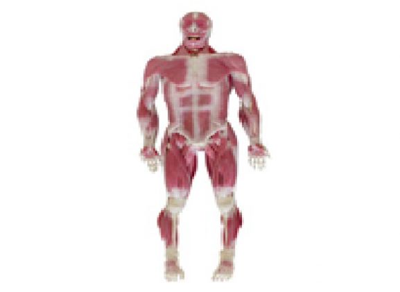 https://www.jayakelana.id.202-10-43-6.cpanel.site/uploads/product/model-musculoskeletal-syndaver-pria-67587f8e5b76cf9_cover.png