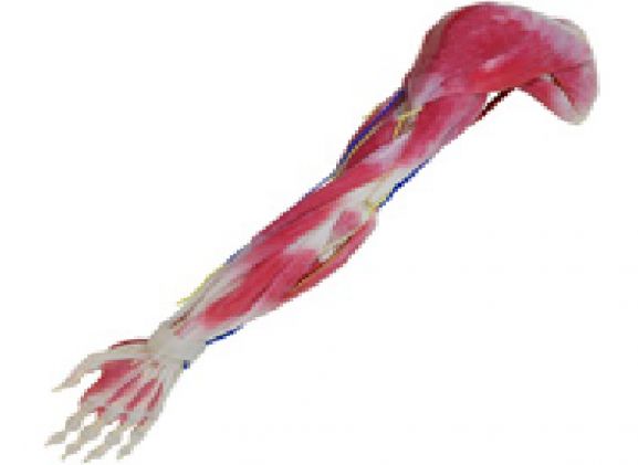 https://www.jayakelana.id.202-10-43-6.cpanel.site/uploads/product/syntissue-arm-right-102350--296272e89ec70f6_cover.png