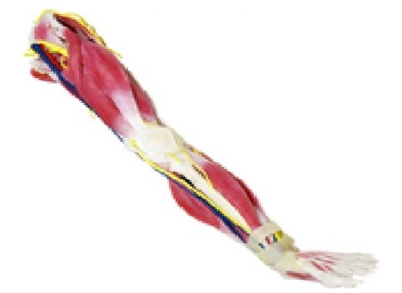 https://www.jayakelana.id.202-10-43-6.cpanel.site/uploads/product/syntissue-kaki-kiri-102400--76987437893447e_cover.jpg